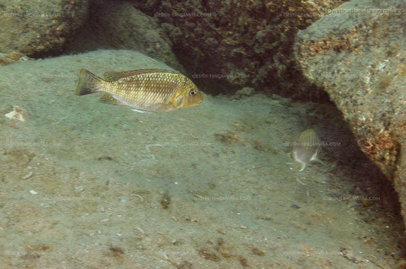 Interochromis loocki 'Kerenge Island'